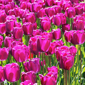 Purple Triumph Dutch Tulip Bulbs