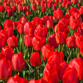 PRE-ORDER NOW! SHIPS SEPT. 2024 - Red Seadov Dutch Tulip Bulbs