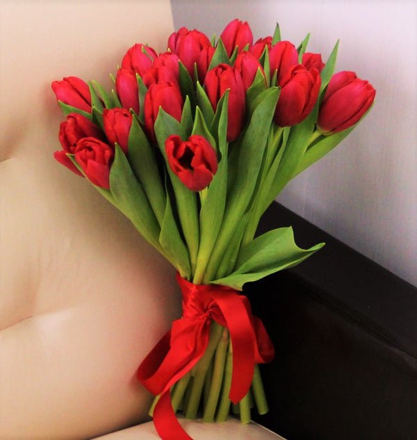 Red Seadov Dutch Tulip Bulbs