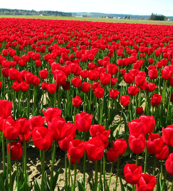 PRE-ORDER NOW! SHIPS OCT. 2023 - Red Seadov Dutch Tulip Bulbs