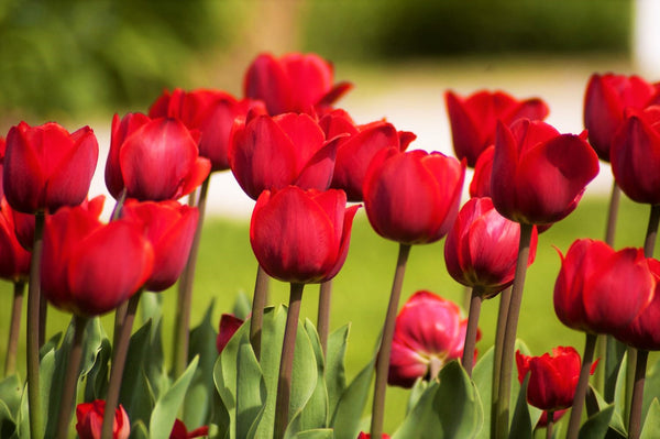 PRE-ORDER NOW! SHIPS OCT. 2023 - Red Seadov Dutch Tulip Bulbs