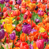 PRE-ORDER NOW! SHIPS OCT. 2023 - Rainbow Mix Dutch Tulip Bulbs