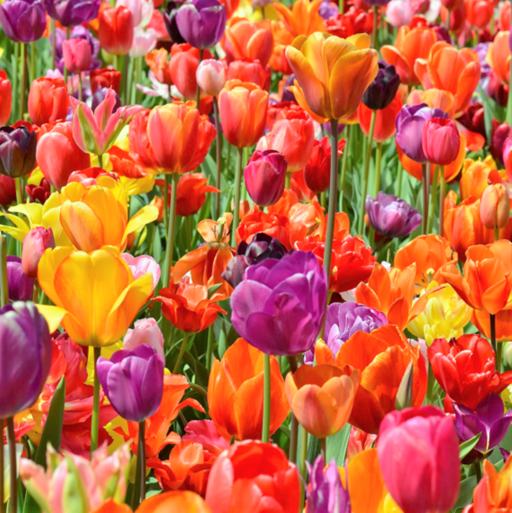 Rainbow Mix Tulip Bulbs | Dutch Grown Tulips Freshly Imported Mixed ...