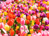Rainbow Mix Dutch Tulip Bulbs