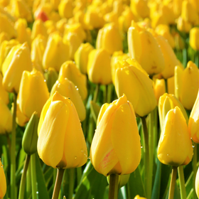 PRE-ORDER NOW! SHIPS SEPT. 2024 - Yellow Triumph Dutch Tulip Bulbs