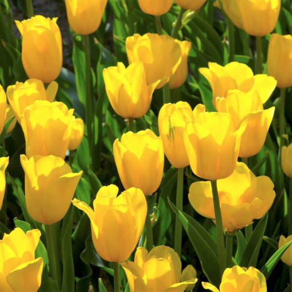 PRE-ORDER NOW! SHIPS OCT. 2023 - Yellow Triumph Dutch Tulip Bulbs