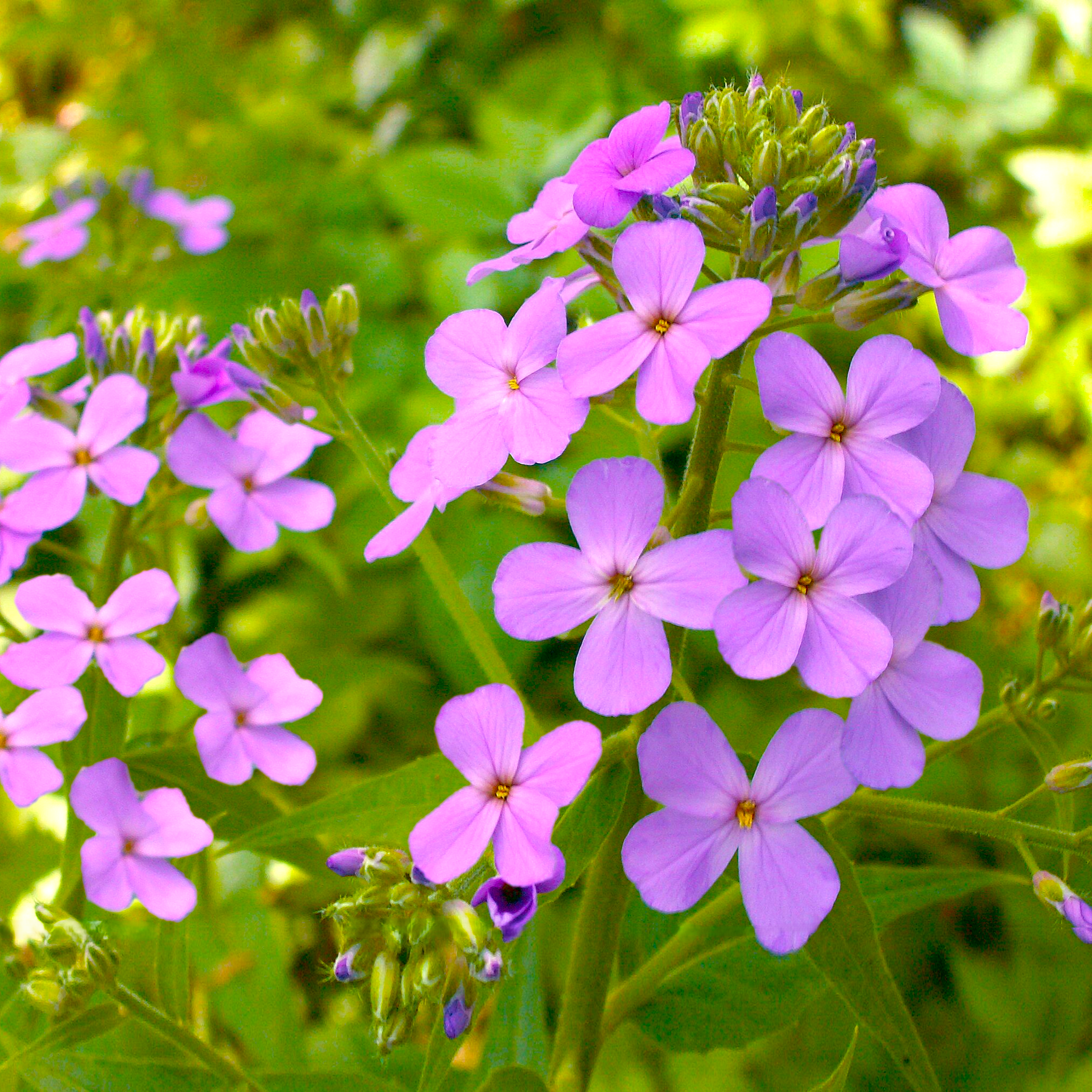 Rady エレガンスフラワー 100×135cm Dame's Rocket Seeds - For 2026 Planting Hesperis Matronalis