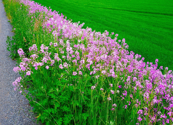 planting dame's rocket seeds Hesperis matronalis (Dame's Rocket) 1 lb