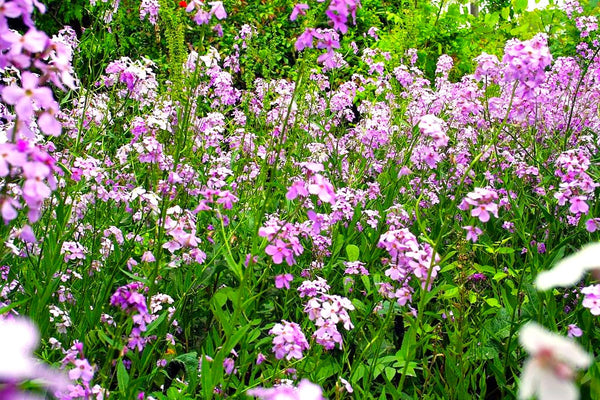 Dame's Rocket (Hesperis matronalis) in Carolinian Forest. Ruthven Park