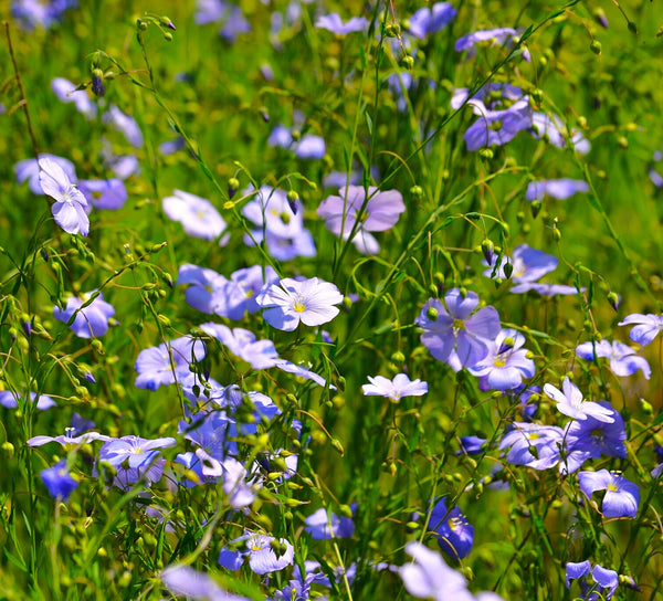 Blue Flax