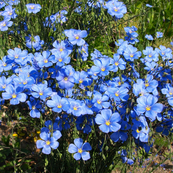 Blue Flax