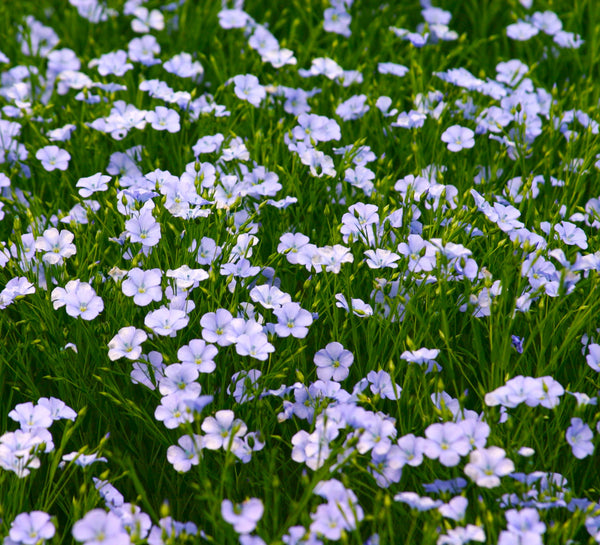 Blue Flax