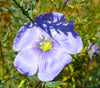 Blue Flax