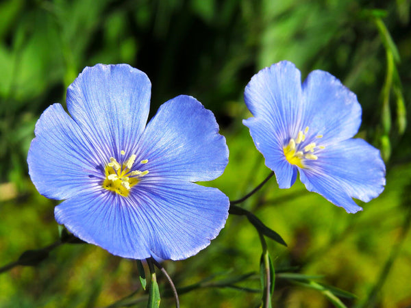 Blue Flax