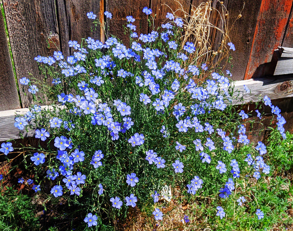 Blue Flax