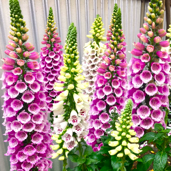 Foxglove