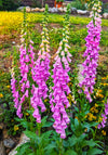 Foxglove