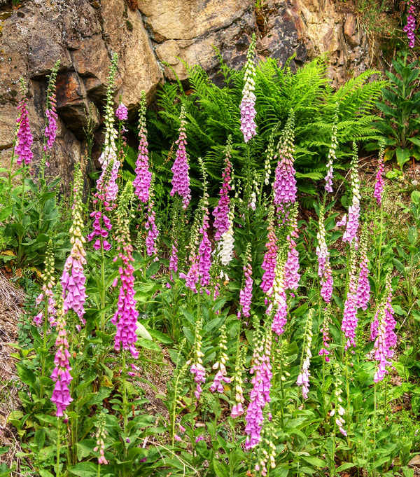 Foxglove