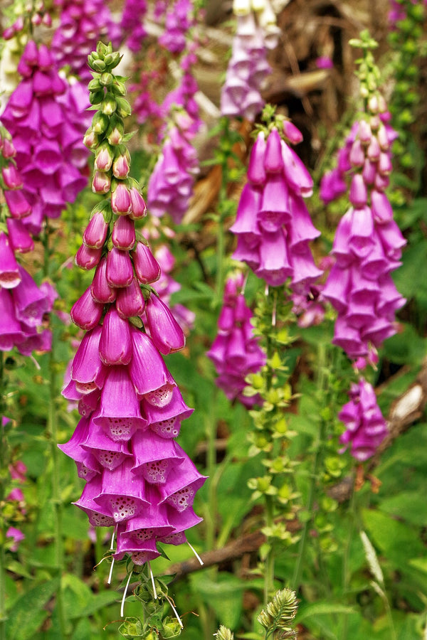 Foxglove