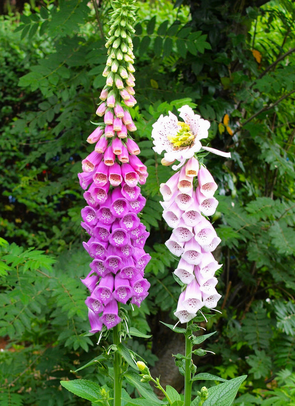 Foxglove