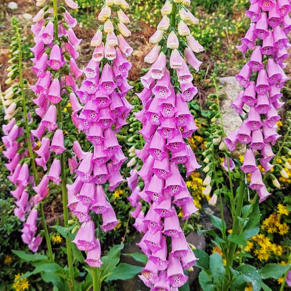 Foxglove