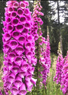 Foxglove