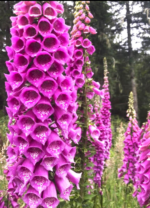 Foxglove