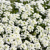 Carpet of Snow Sweet Alyssum