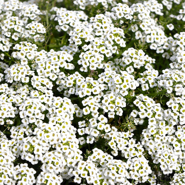 Carpet of Snow Sweet Alyssum