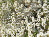 Carpet of Snow Sweet Alyssum