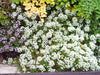 Carpet of Snow Sweet Alyssum