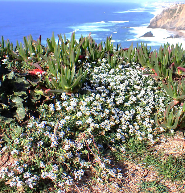 Carpet of Snow Sweet Alyssum