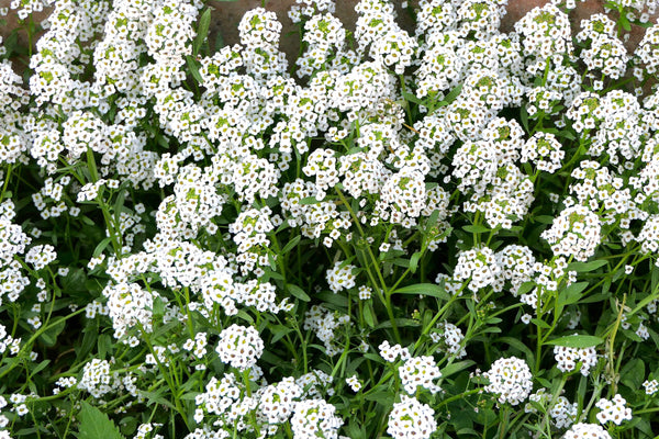 Carpet of Snow Sweet Alyssum