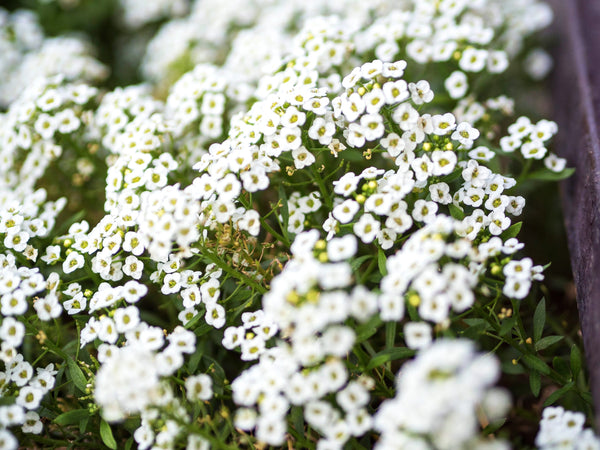 Carpet of Snow Sweet Alyssum