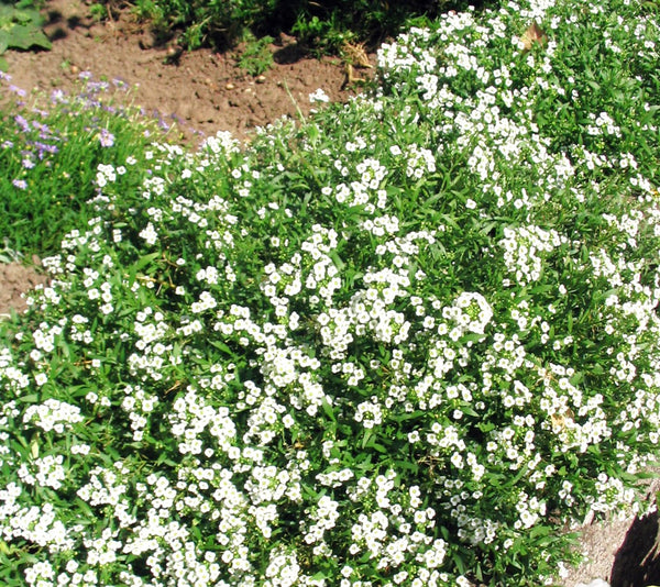 Carpet of Snow Sweet Alyssum