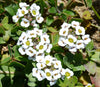 Carpet of Snow Sweet Alyssum