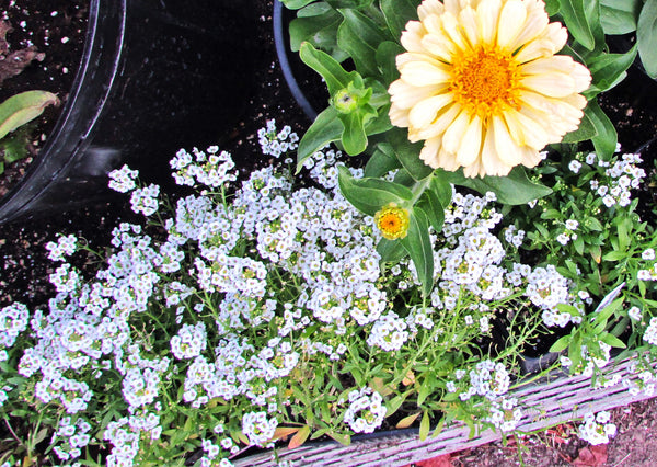 Carpet of Snow Sweet Alyssum