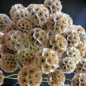 Starflower Pincushion (Drumstick)