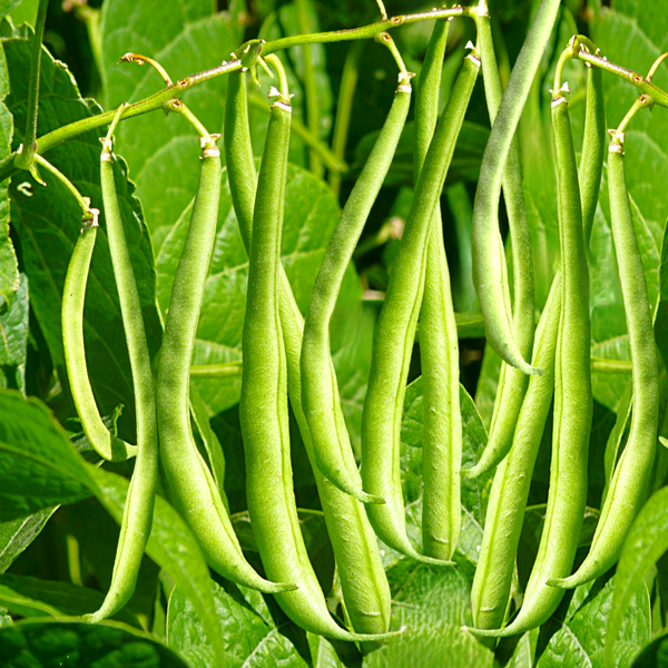 Masai French Filet Bean (Haricot Vert) Seeds - For 2026 Planting