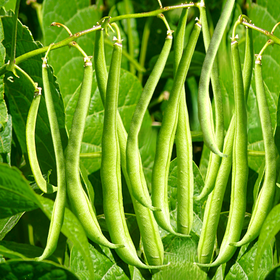 Masai French Filet Bean (Haricot Vert)