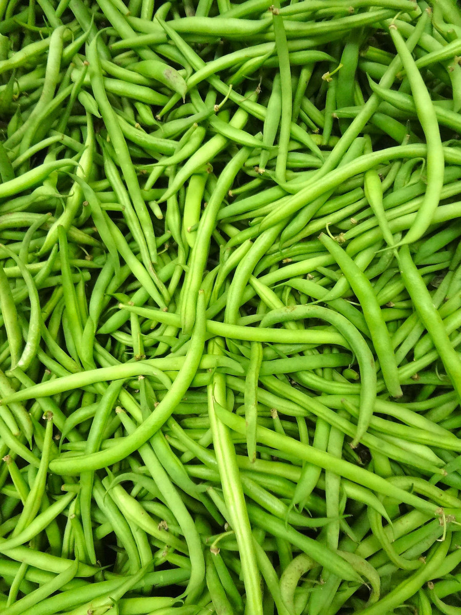 Haricot Vert French Filet Green Bean Seeds (Bush) | Masai Extra Fine ...