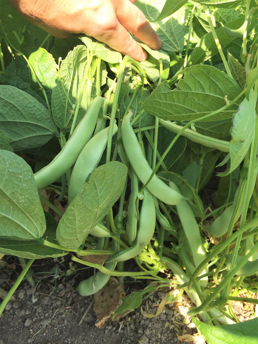 Roma II Romano Bean Seeds (Bush) | Italian White Bean Non GMO Thick ...