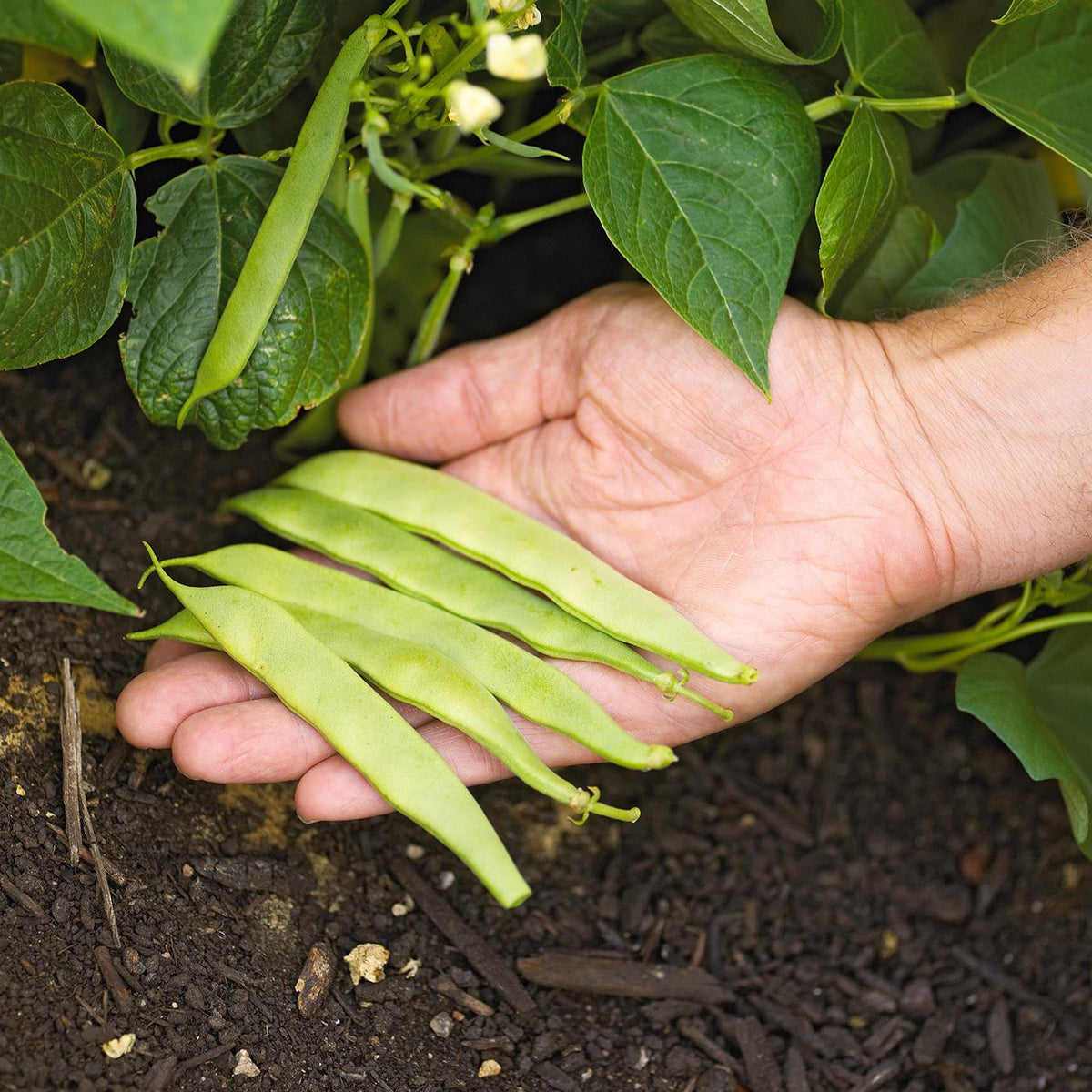 Roma II Romano Bean Seeds (Bush) | Italian White Bean Non GMO Thick ...