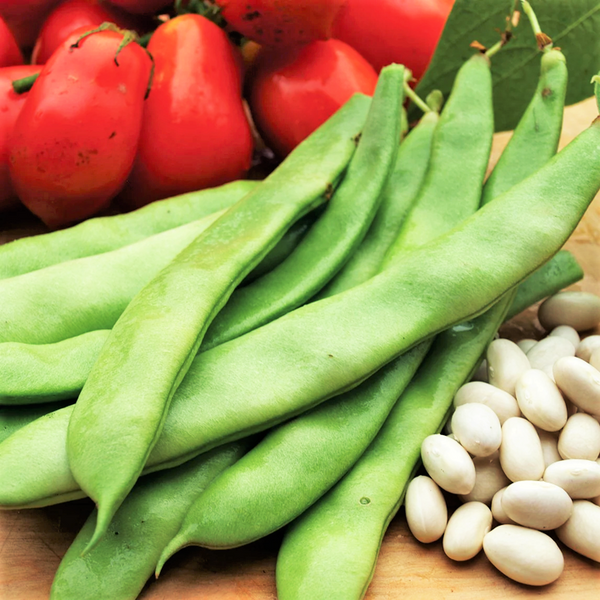 Beans – Roma II, Bush, Romano Beans – Hume Seeds Beans – Roma II, Bush, Romano Beans – Hume Seeds