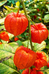 Chinese Lantern Plant