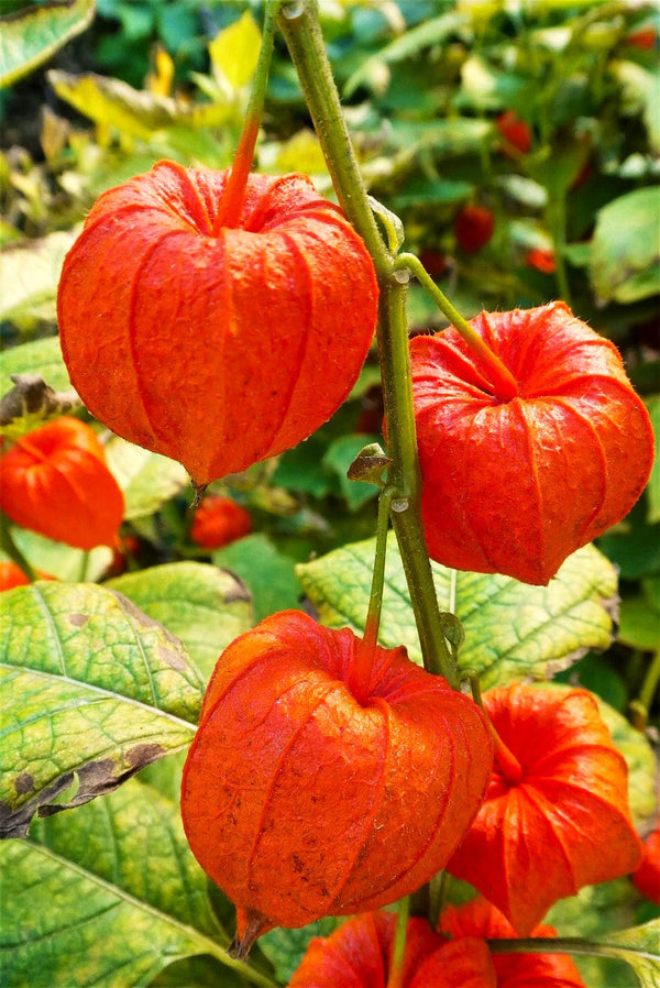 japanese lantern plant seeds Chinese Lantern Plant Seeds - For 2026 Planting Physalis Alkekengi Red