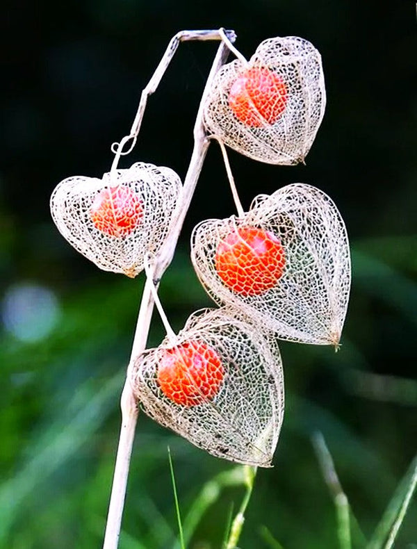 japanese lantern plant seeds Chinese Lantern Plant Seeds - For 2026 Planting Physalis Alkekengi Red