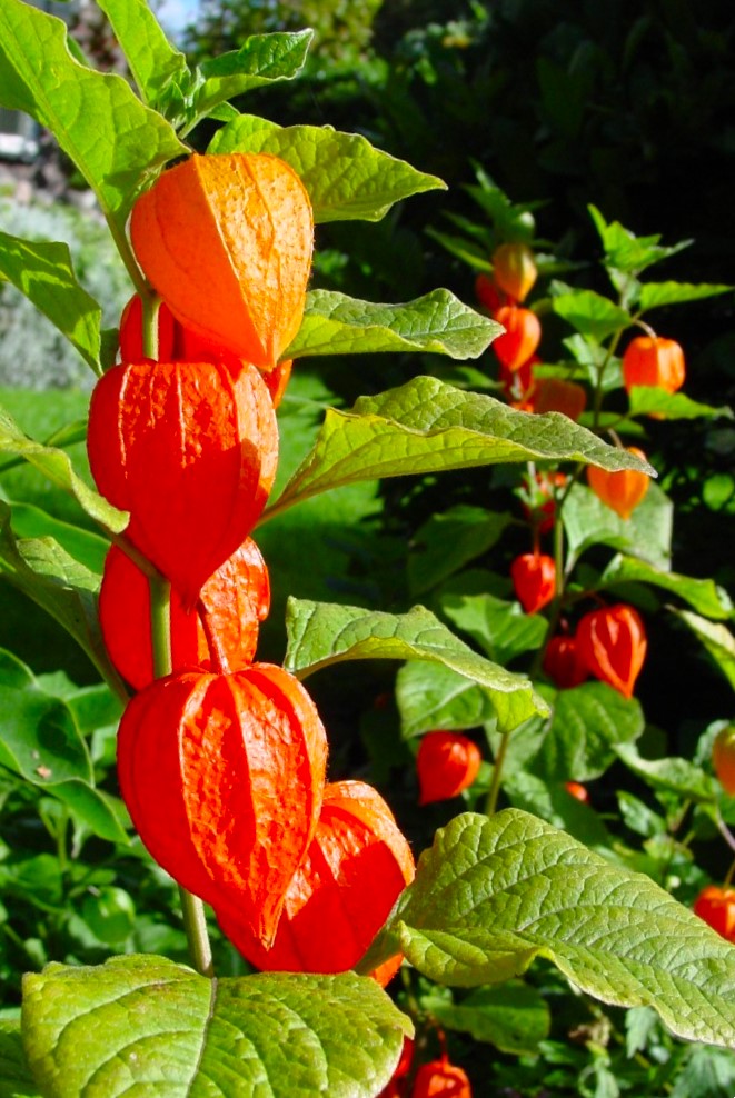 Chinese Lantern Plant Seeds Physalis Alkekengi Red Orange Husk