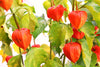 Chinese Lantern Plant