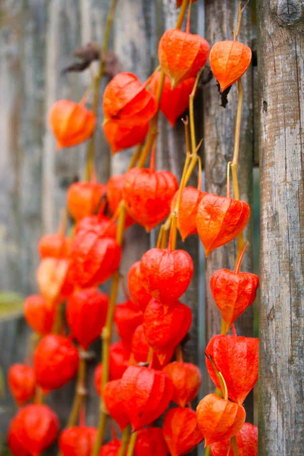 Chinese Lantern Plant